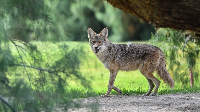 Coyote (Canis latrans), Furnace Creek golf course, Death Valley National Park, California, USA